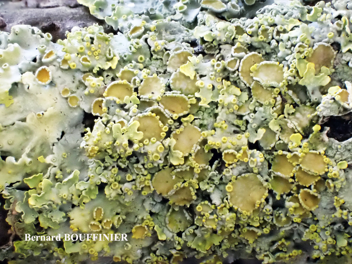 Xanthoria parietina forme ramicole des milieux marins de la zone mésique.